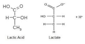 Lactic Acid in exercise