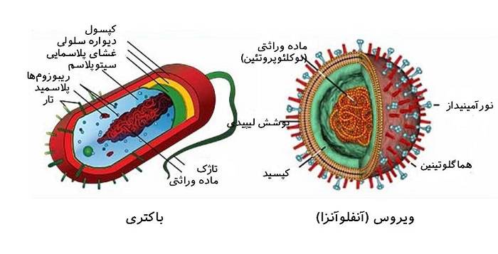 تفاوت باکتری ها و ویروس ها