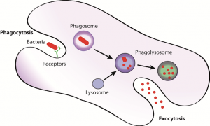 phagocytes