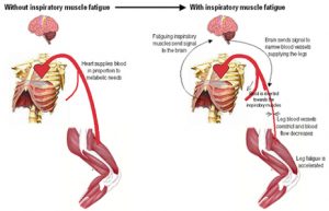 muscles fatigue