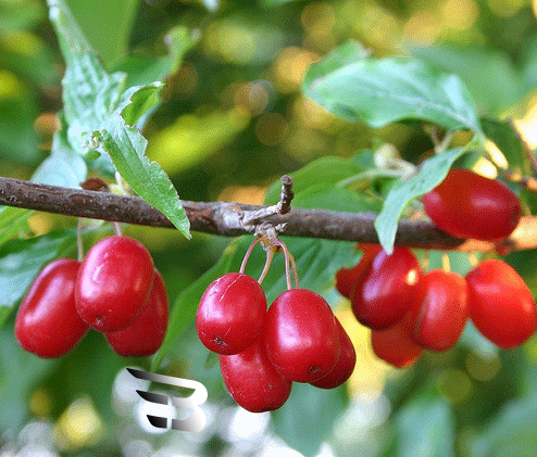خاصیت گیاهان و میوه ها