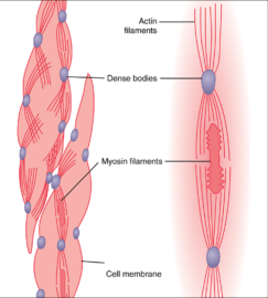 Muscle and muscle contraction