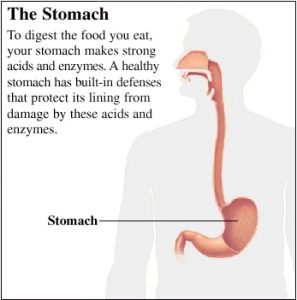 What is the function of the stomach?