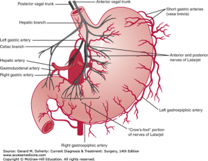 Blood supply and gastric nerves