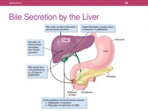 Digestive secretion of bile