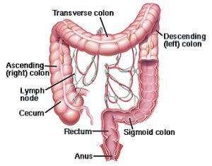 What is the colon, colon, rectum, and anus?