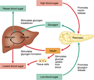 Insulin secretion regulation system The effect of glucose