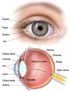 Eye diseases ‌