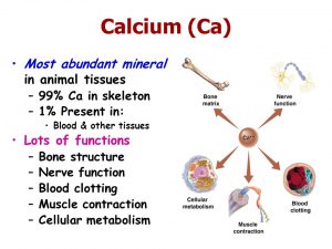 Calcium function in the body