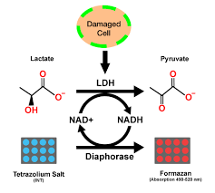 Enzyme lactate dehydrogenase