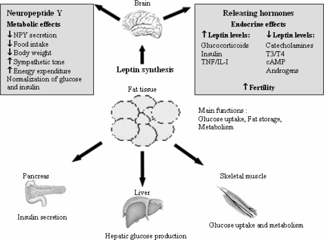 عمل لپتین بر روی هیپوتالاموس و اندام های محیطی (پانکراس ، کبد و عضله اسکلتی)
