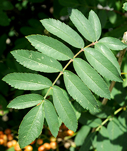 Leaves of European Mahur plant