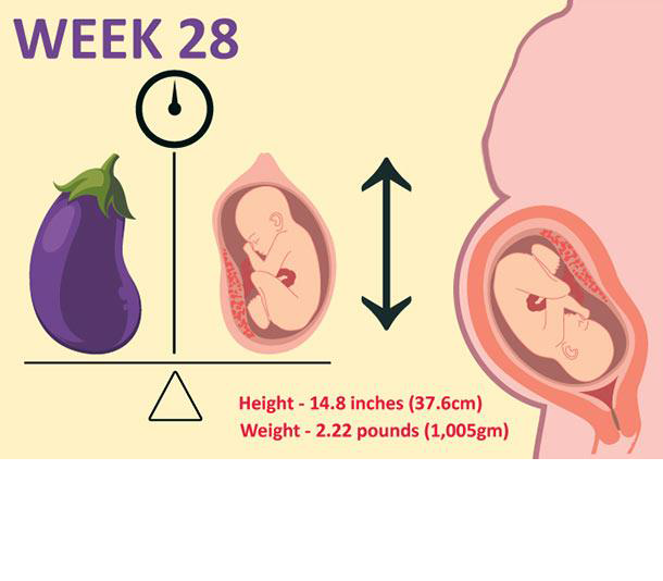 هفته 28 بارداری