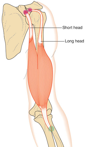 علت درد عضله دو سر